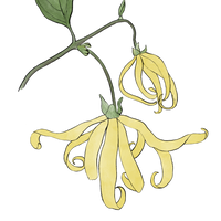 N°50 HERBY YLANG